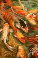 Koi Feeding