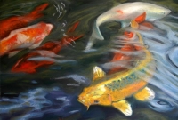 Koi