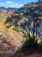 Late Afternoon Acacia